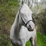 Pensión Premium Cracovia Arabians - Ojcowski Park Narodowy Maszyce