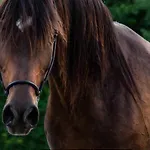 Premium Cracovia Arabians - Ojcowski Park Narodowy 3* Maszyce