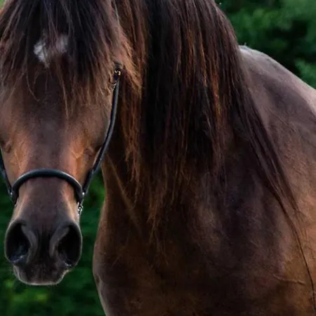 Premium Cracovia Arabians - Ojcowski Park Narodowy 3* Maszyce